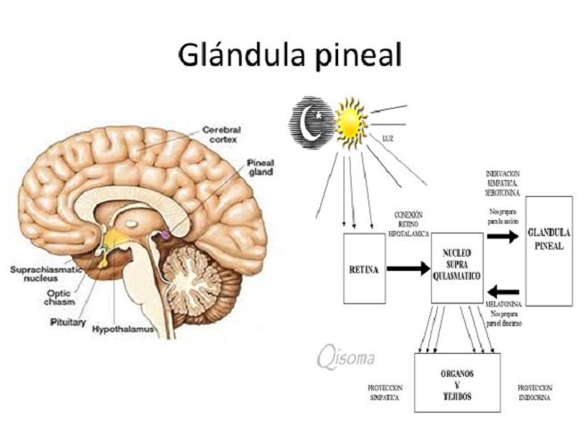 Cómo desintoxicar la glándula pineal?