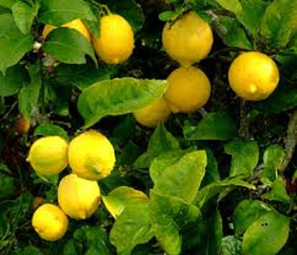 El limón es la fruta