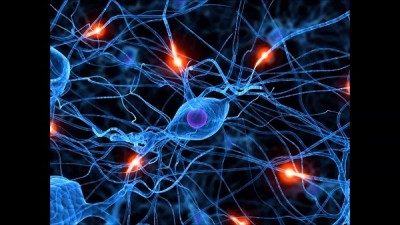 Ondas cerebrales y fisiología  Lista de frecuencia de onda y su relación con el cuerpo humano