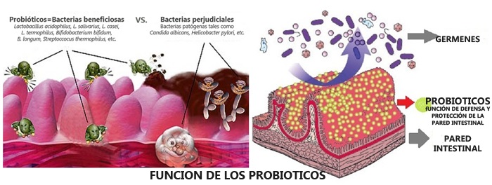 Pylera y probióticos