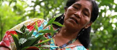 Anticonceptivos naturales Etnobotánica Hierbas guaraníes ancestrales