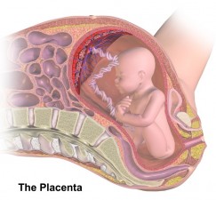 La placenta y sus secretos