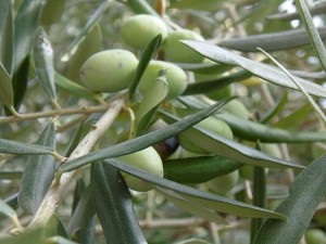 Bondades del olivo