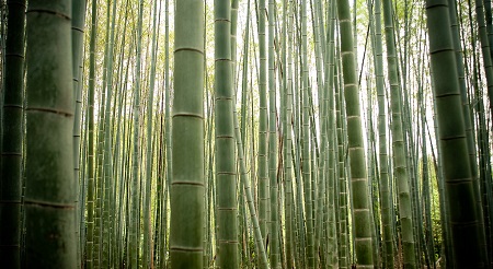 Bambú multiuso