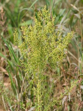 Cáncer-y-Artemisia-annua.jpg