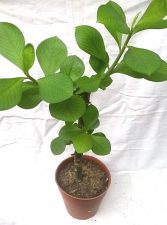 Planta de la vida Synadenium Grantii Hook ¿La planta que cura todo? La Potencial farmacia Amazónica